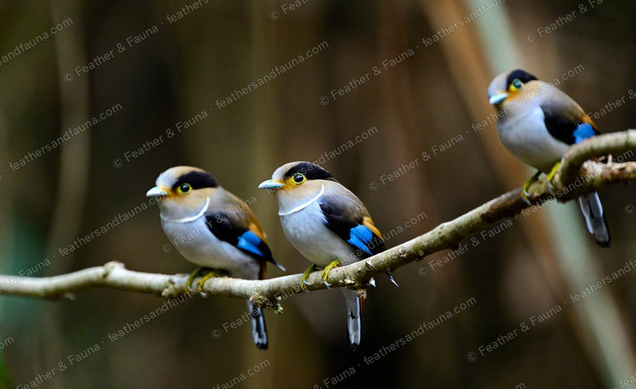 Three Silver-breasted Broadbills in a row on a branch in dim forest.