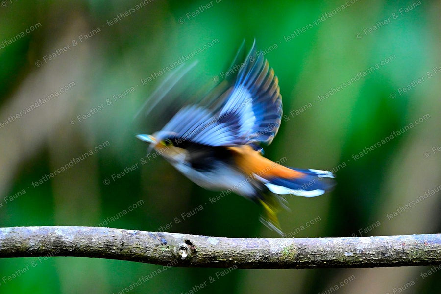 Silver-breasted Broadbill launching into flight in a blur, blue wing patch showing.