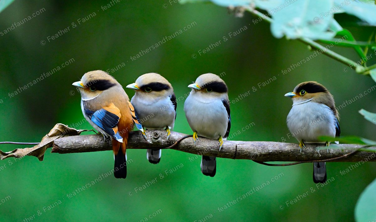 Four Silver-breasted Broadbills perched in a row on a branch.