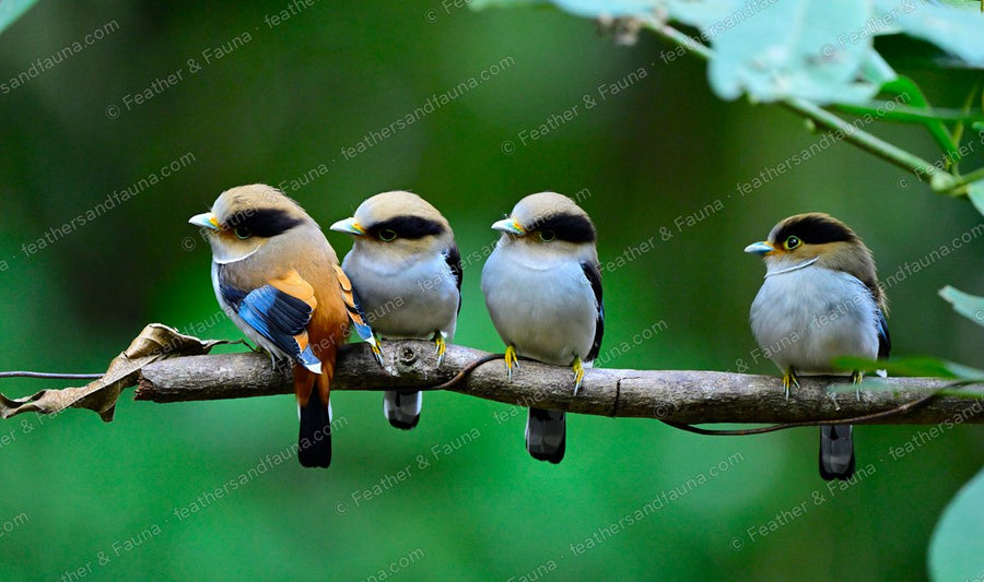 Four Silver-breasted Broadbills perched in a row on a branch.