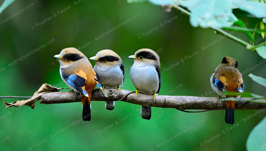 Four Silver-breasted Broadbills on a branch, one turned to show a blue wing patch.