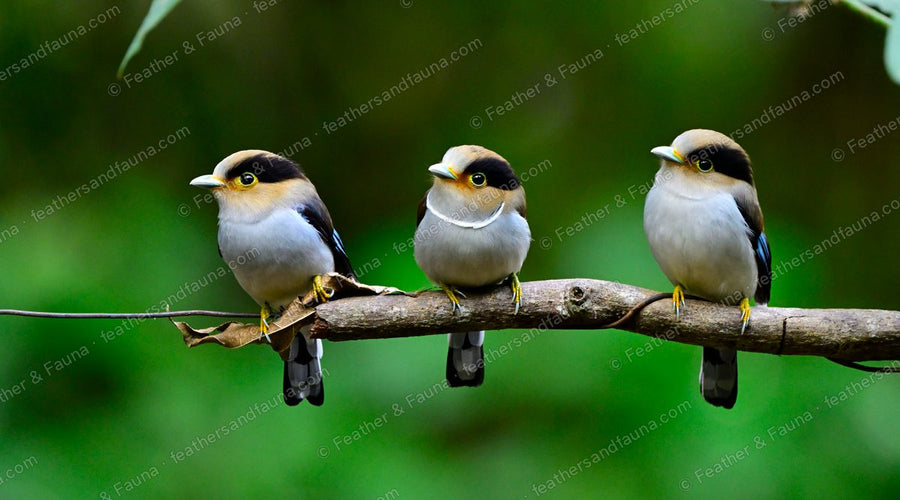 Three round, puffed-up Silver-breasted Broadbills perched on a branch.