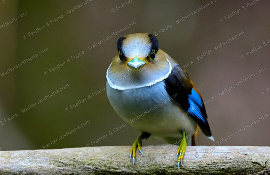 Silver-breasted Broadbill facing forward as a round ball, pale blue bill and black brow.