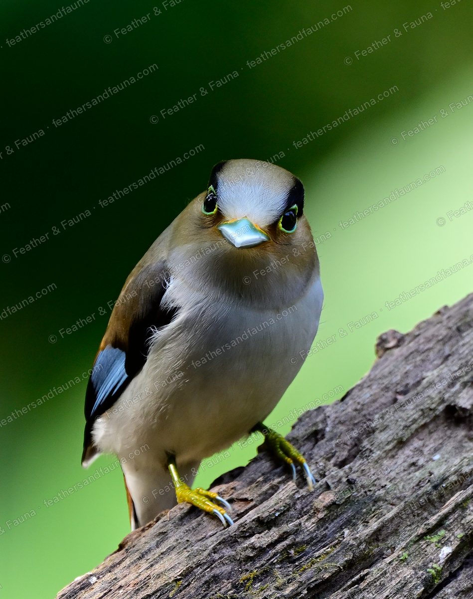 Silver-breasted Broadbill facing forward on a stump, pale blue bill and green eye.