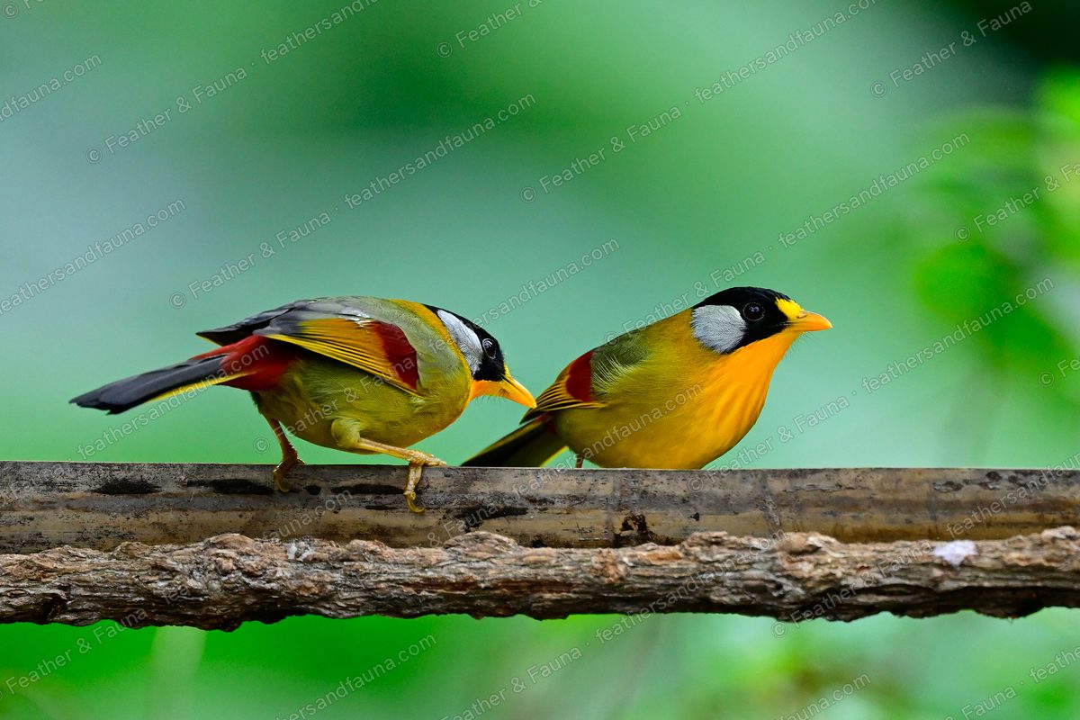 Two Silver-eared Mesias on a branch, golden with black caps and silver cheeks.