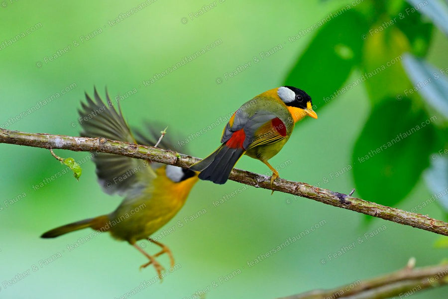 Two Silver-eared Mesias on a branch, one perched and one flying in with wings spread.