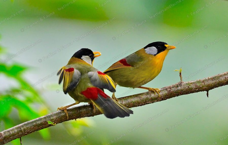 Two Silver-eared Mesias on a branch, golden with black caps and silver cheeks, one preening.