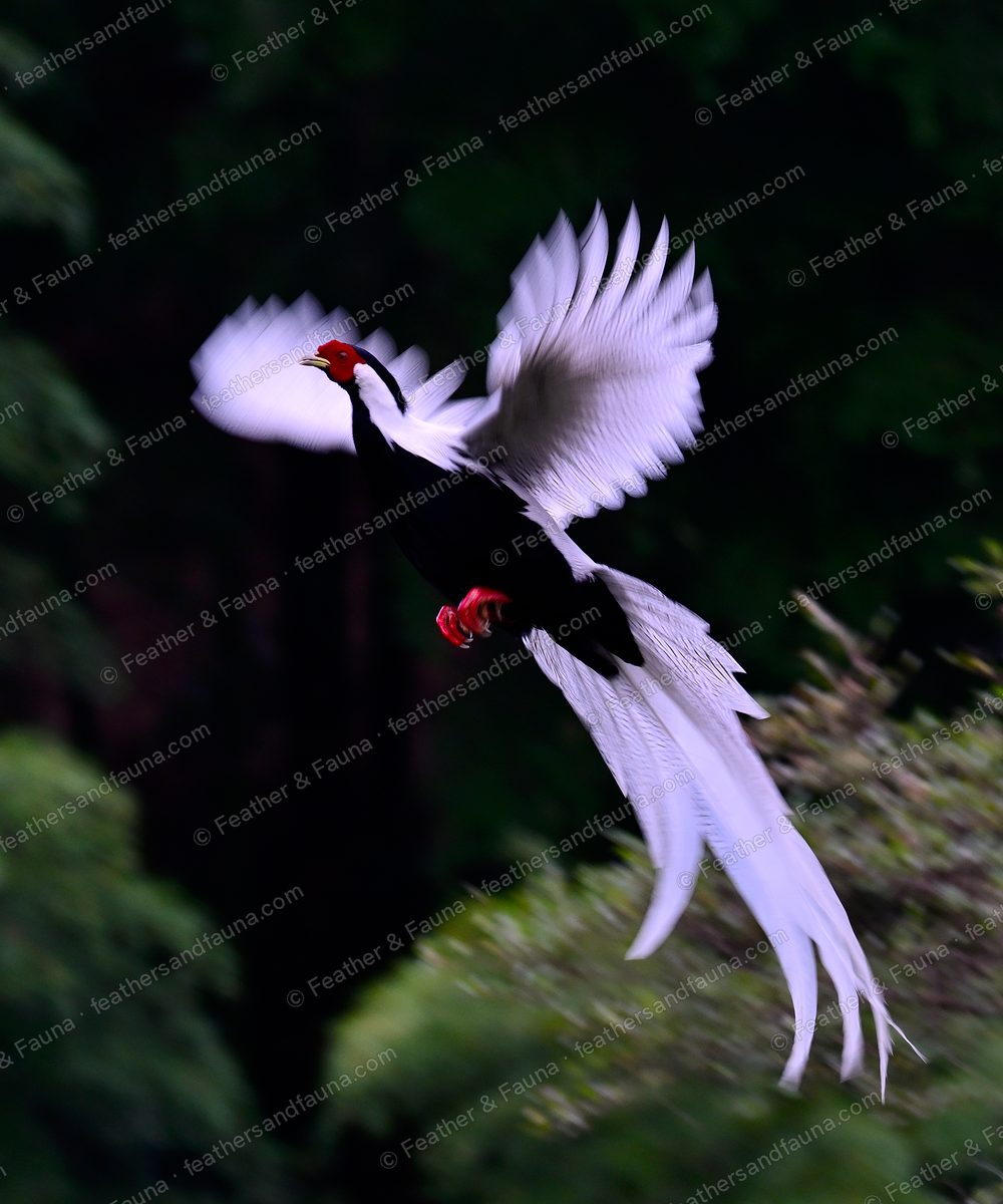 Male Silver Pheasant in flight with white wings and long white tail against dark forest.