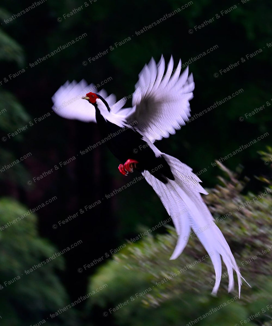 Male Silver Pheasant in flight with white wings and long white tail against dark forest.
