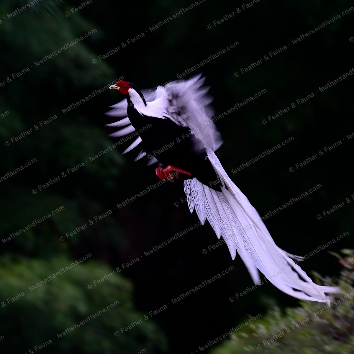 Male Silver Pheasant banking in flight, long white tail trailing behind.