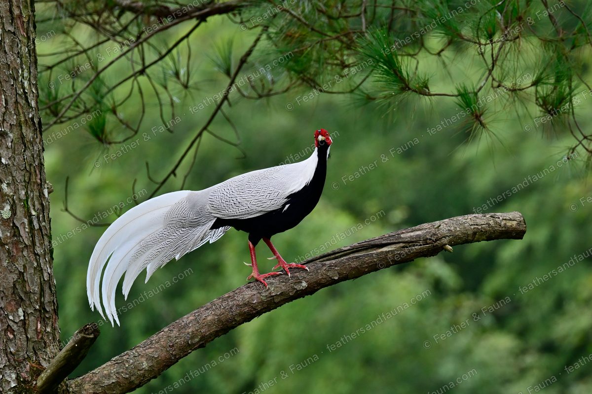 Male Silver Pheasant perched on a branch with a long white tail against dark forest.
