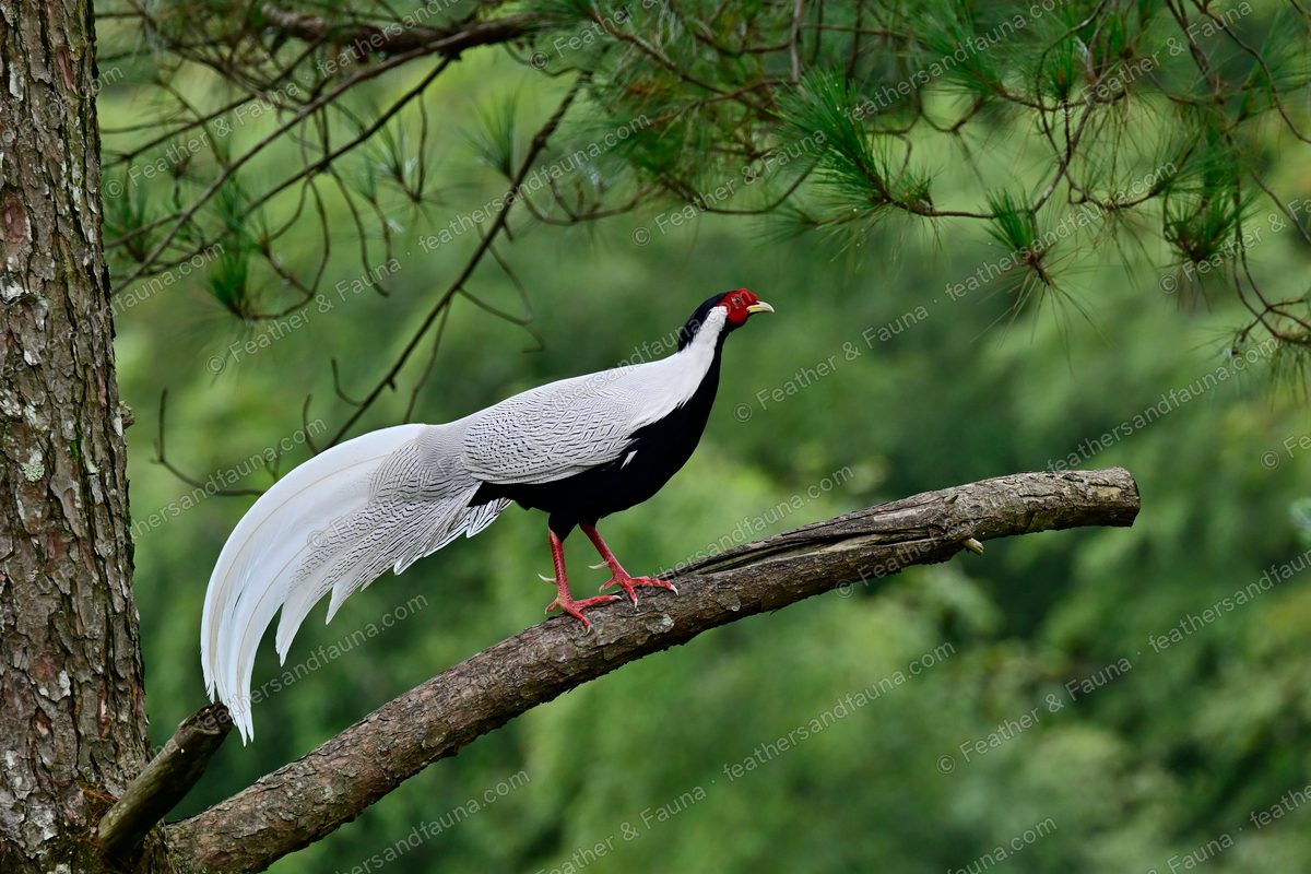 Male Silver Pheasant walking along a leaning branch, long white tail hanging.