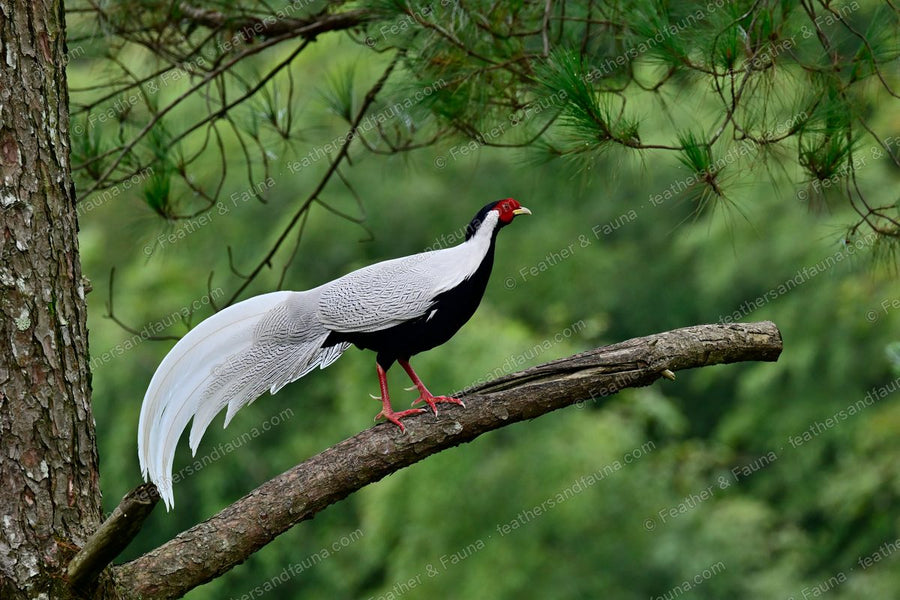 Male Silver Pheasant walking along a leaning branch, long white tail hanging.