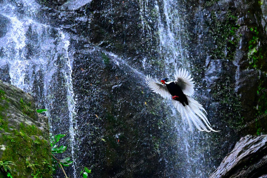 Male Silver Pheasant flying across a waterfall, long white tail streaming.