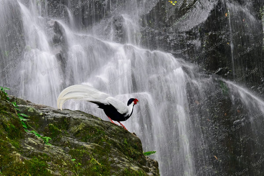 Male Silver Pheasant on a mossy ledge in front of a wide waterfall.