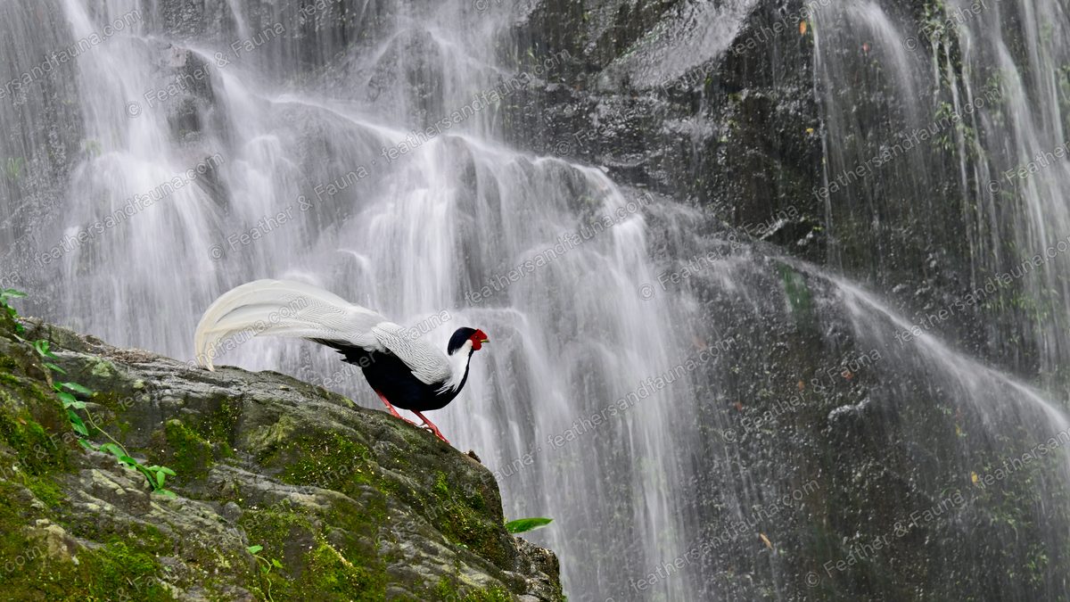 Male Silver Pheasant on a mossy cliff edge in front of a wide waterfall.