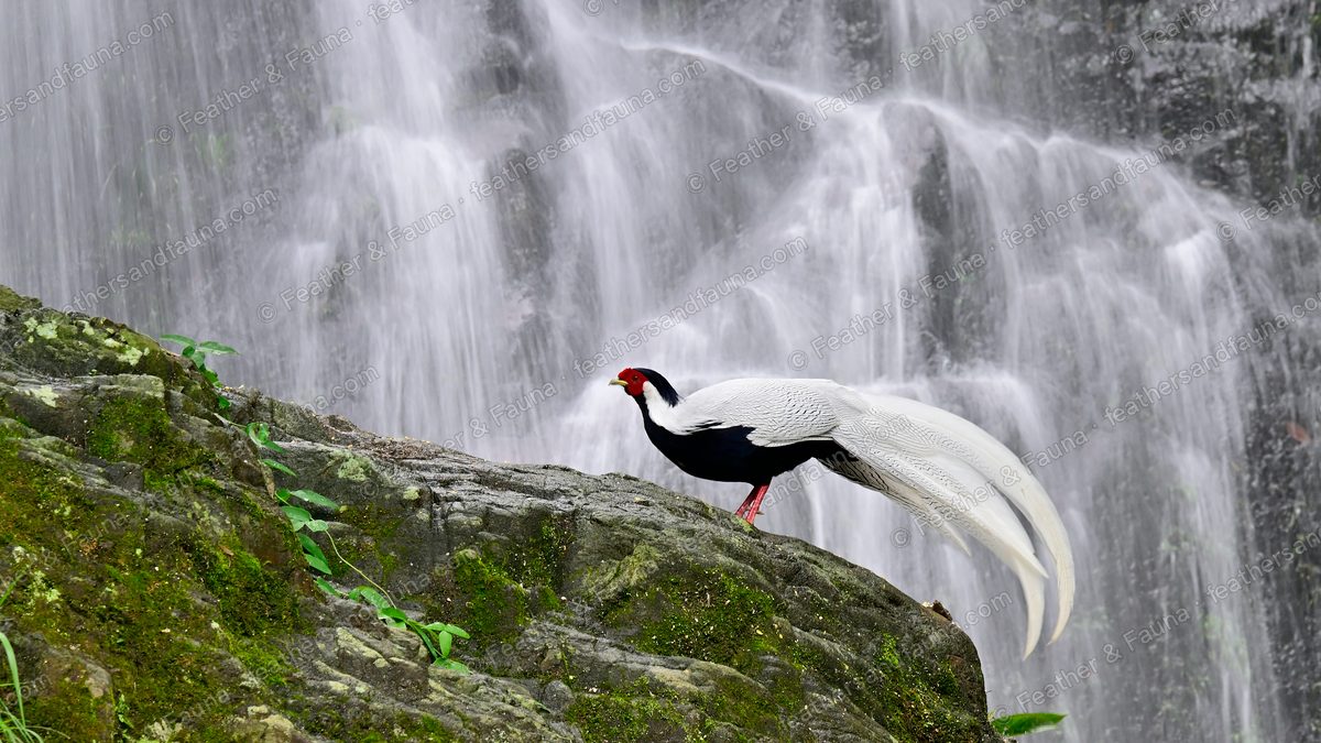 Male Silver Pheasant on a mossy shelf with a long white tail in front of a waterfall.