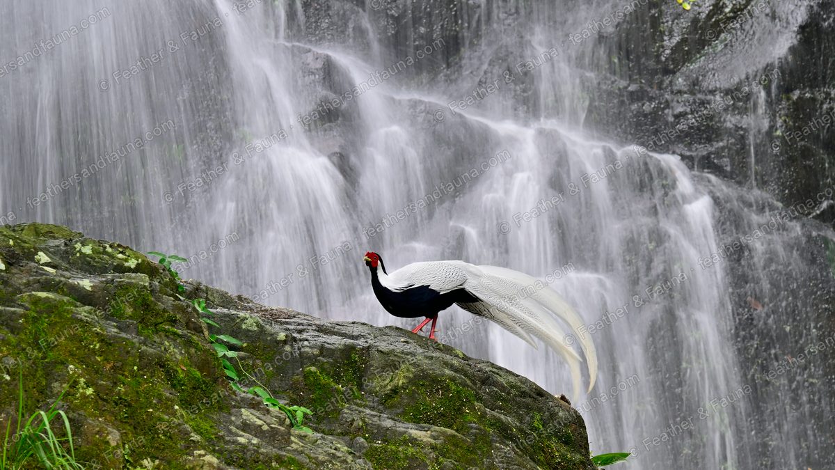 Male Silver Pheasant on a mossy ledge with a long white tail before a waterfall.