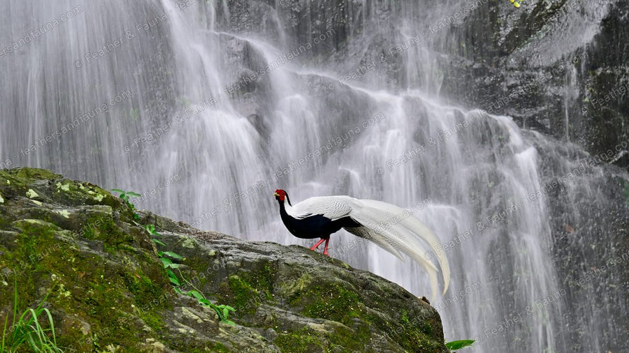 Male Silver Pheasant on a mossy ledge with a long white tail before a waterfall.