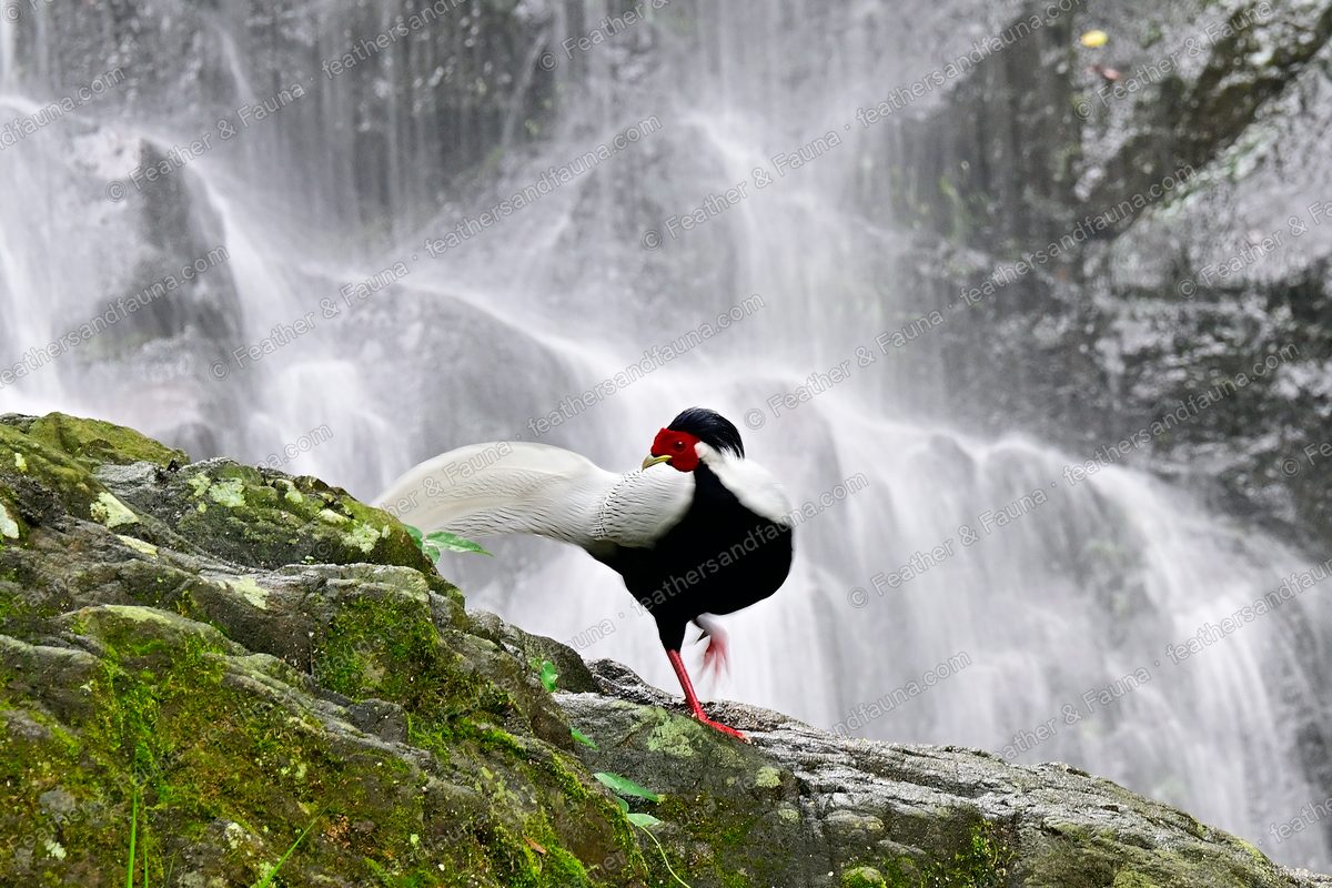 Male Silver Pheasant on a mossy rock, head turned, waterfall behind.