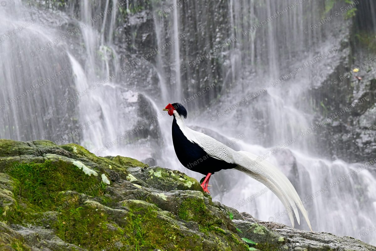Male Silver Pheasant with a long white tail on a mossy rock in front of a waterfall.