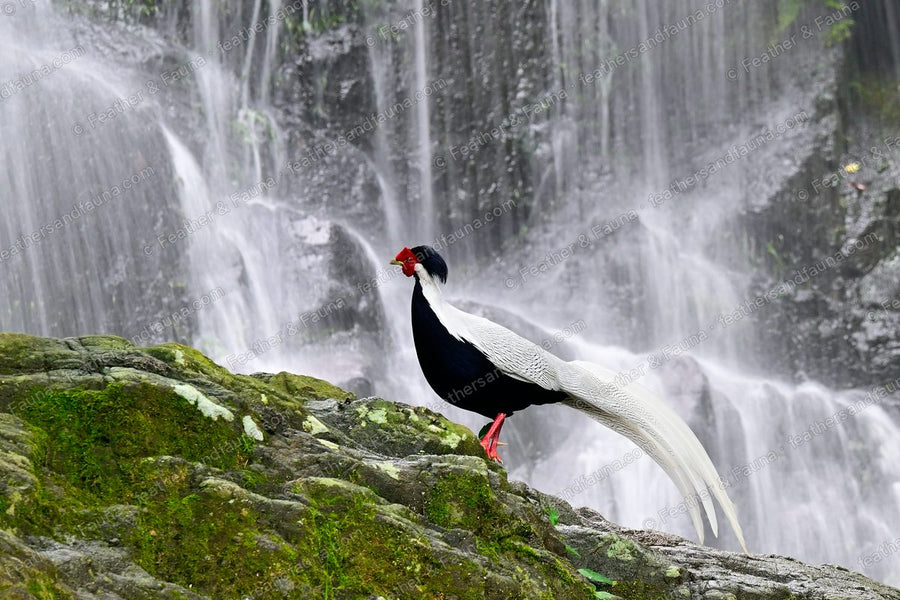 Male Silver Pheasant with a long white tail on a mossy rock in front of a waterfall.