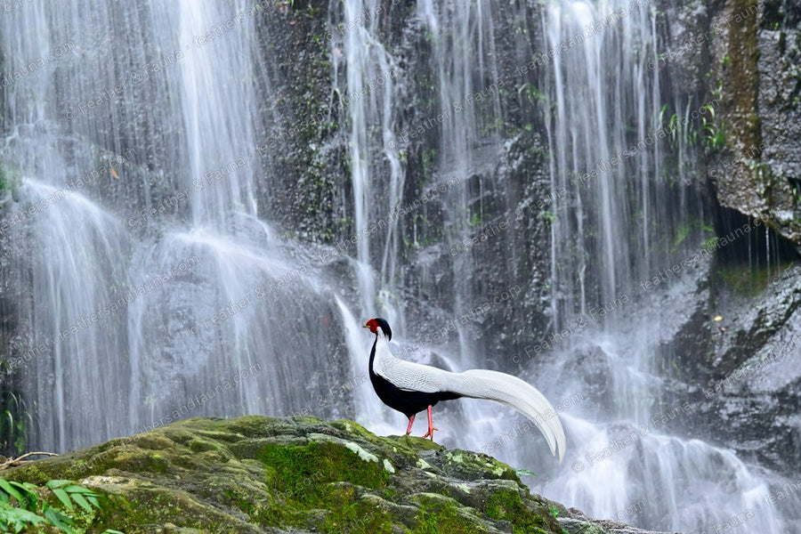 Male Silver Pheasant on a mossy ledge against a wide waterfall, long white tail.