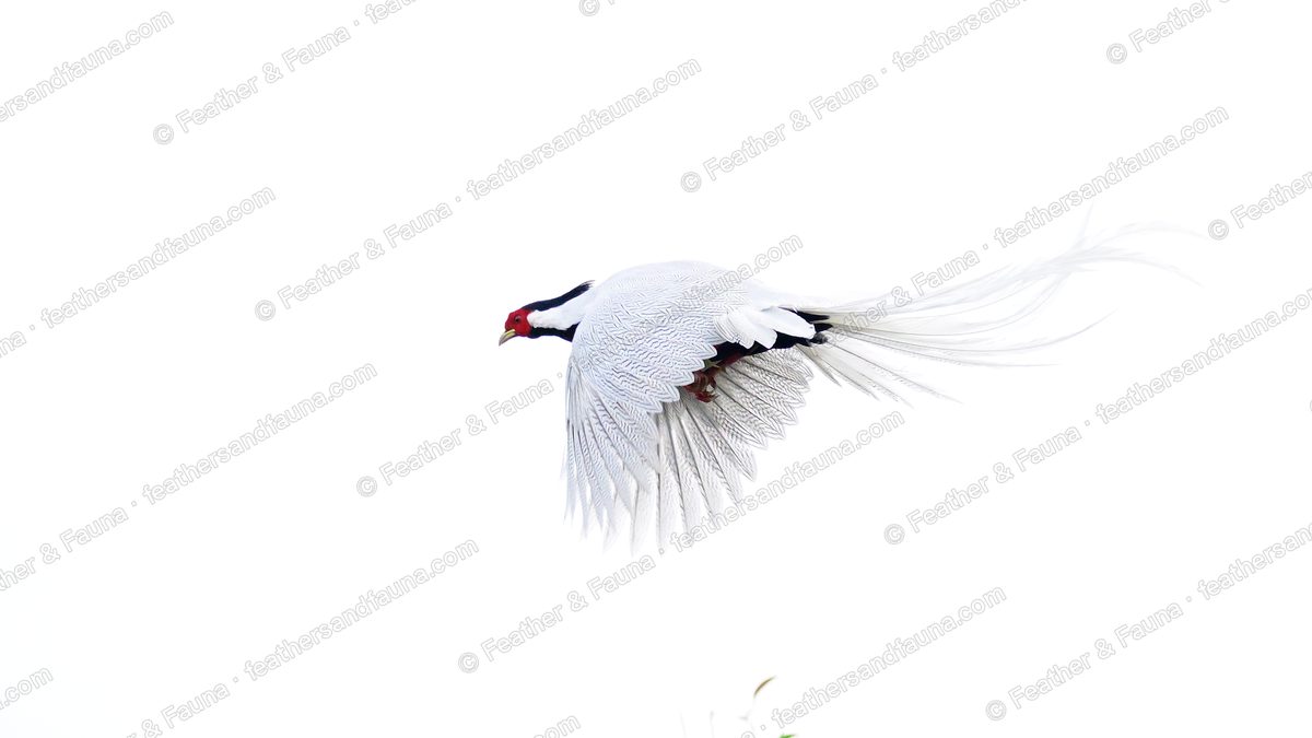 Male Silver Pheasant flying against a white background, long white tail streaming.