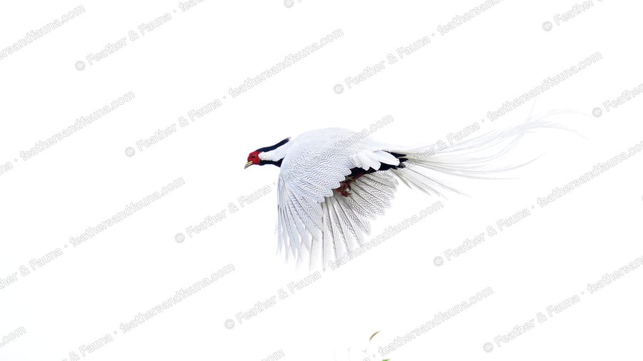 Male Silver Pheasant flying against a white background, long white tail streaming.