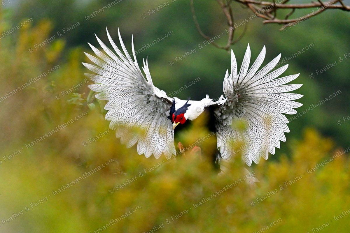 Male Silver Pheasant from behind with both wings raised into a wide white fan.