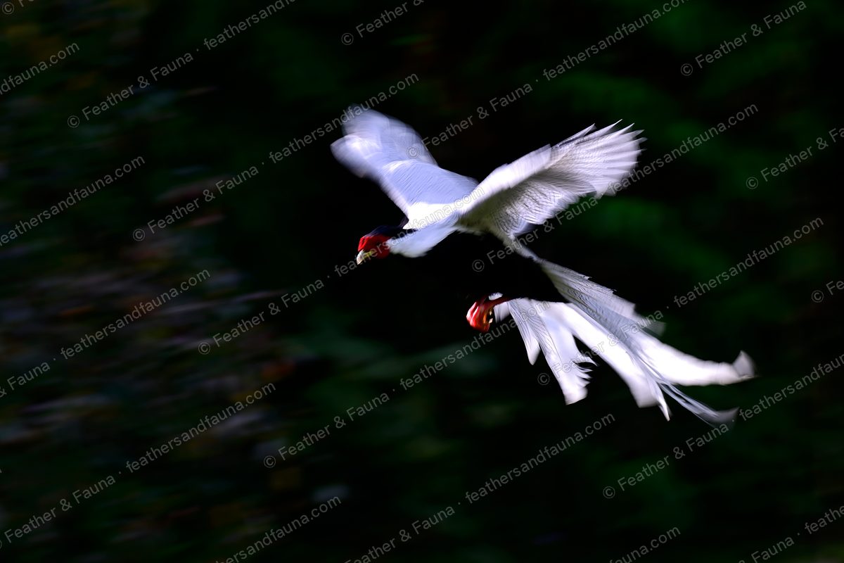 Male Silver Pheasant in blurred flight through dark forest, long white tail streaming.