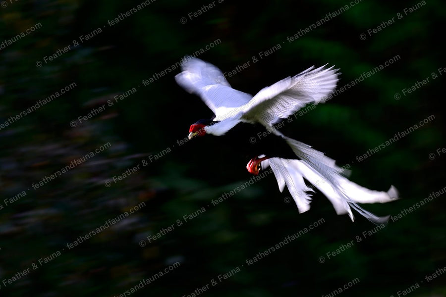 Male Silver Pheasant in blurred flight through dark forest, long white tail streaming.