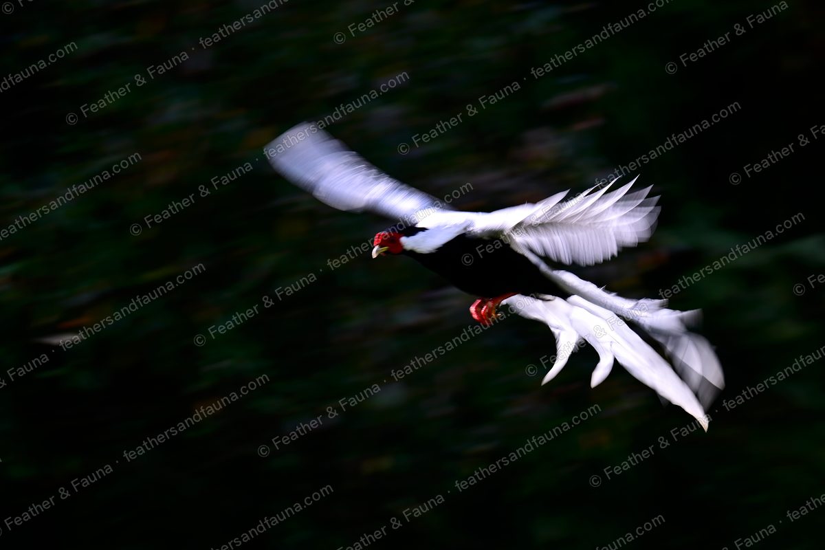 Male Silver Pheasant in blurred flight through dark forest, red legs tucked.