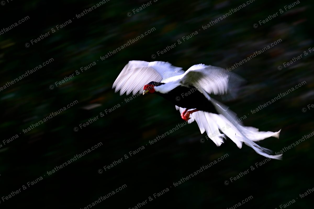Male Silver Pheasant in flight with wings raised against dark forest, long white tail.