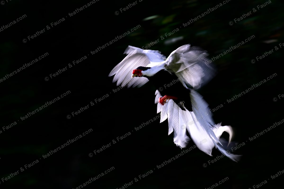 Male Silver Pheasant in flight with wings raised in a V and a long curved white tail.