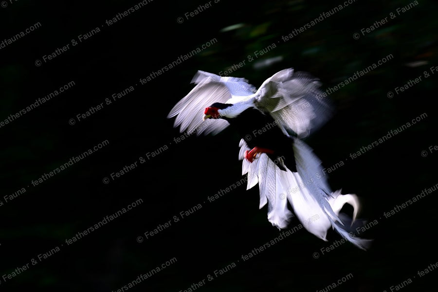 Male Silver Pheasant in flight with wings raised in a V and a long curved white tail.