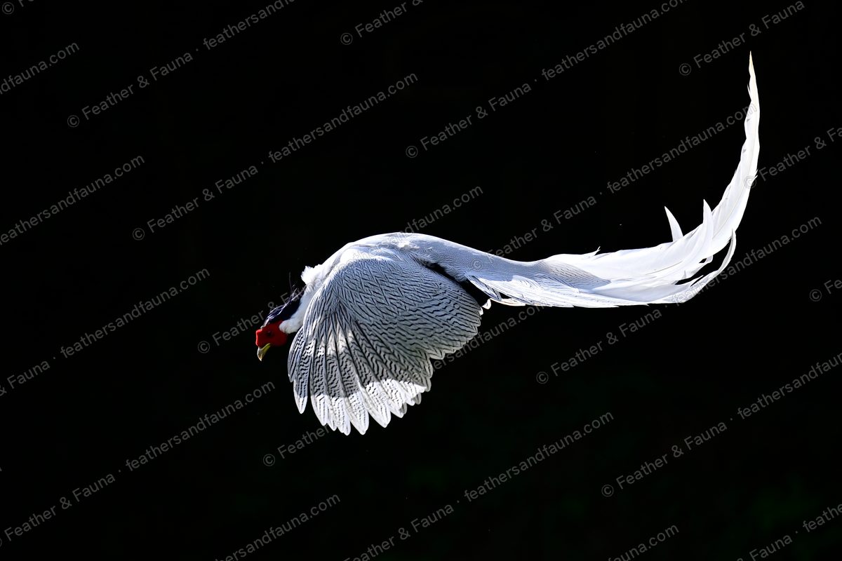 Male Silver Pheasant spotlit in flight against black, wings and long white tail curving.