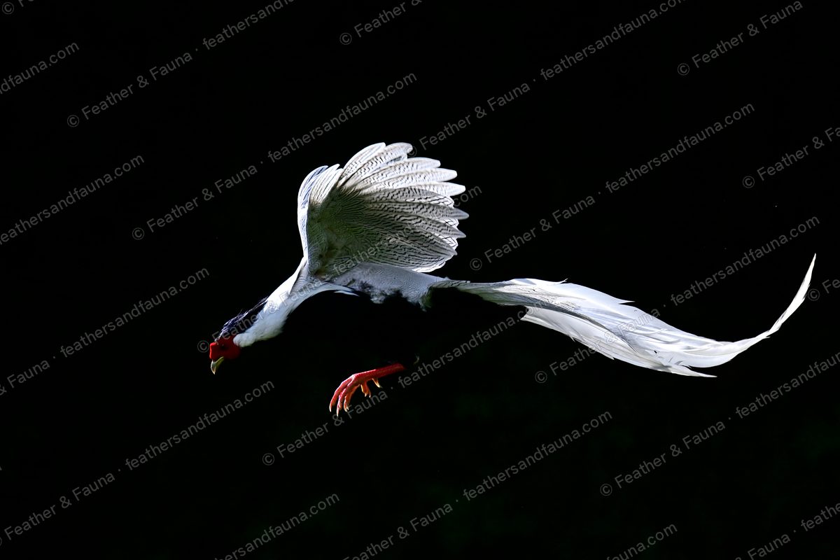 Male Silver Pheasant spotlit in flight against black, wings raised, long white tail streaming.
