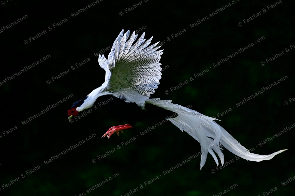 Male Silver Pheasant spotlit in flight against black, wings raised, long white tail curving.