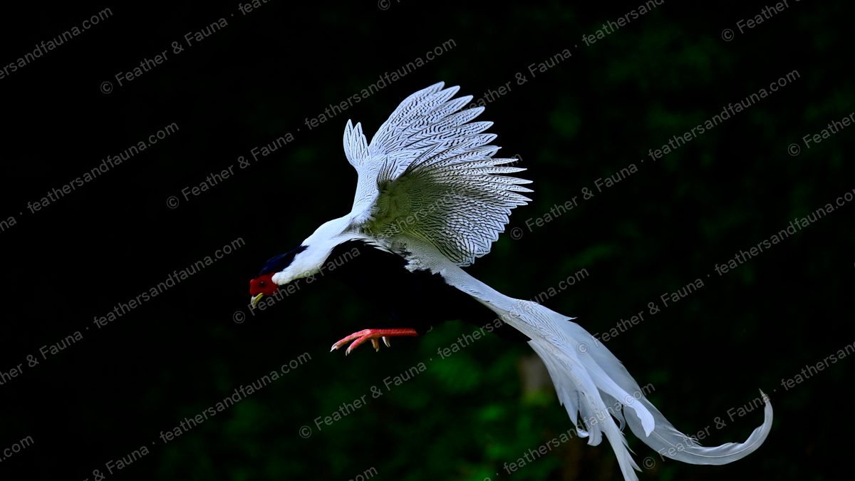 Male Silver Pheasant in flight against dark forest, wings raised, long white tail fanned.