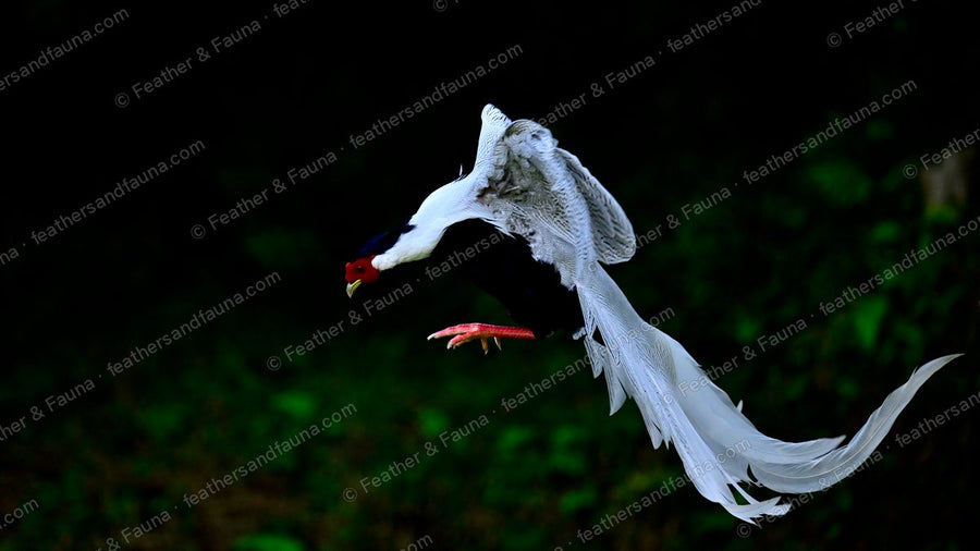 Male Silver Pheasant in flight against dark forest, wings up, long white tail streaming.