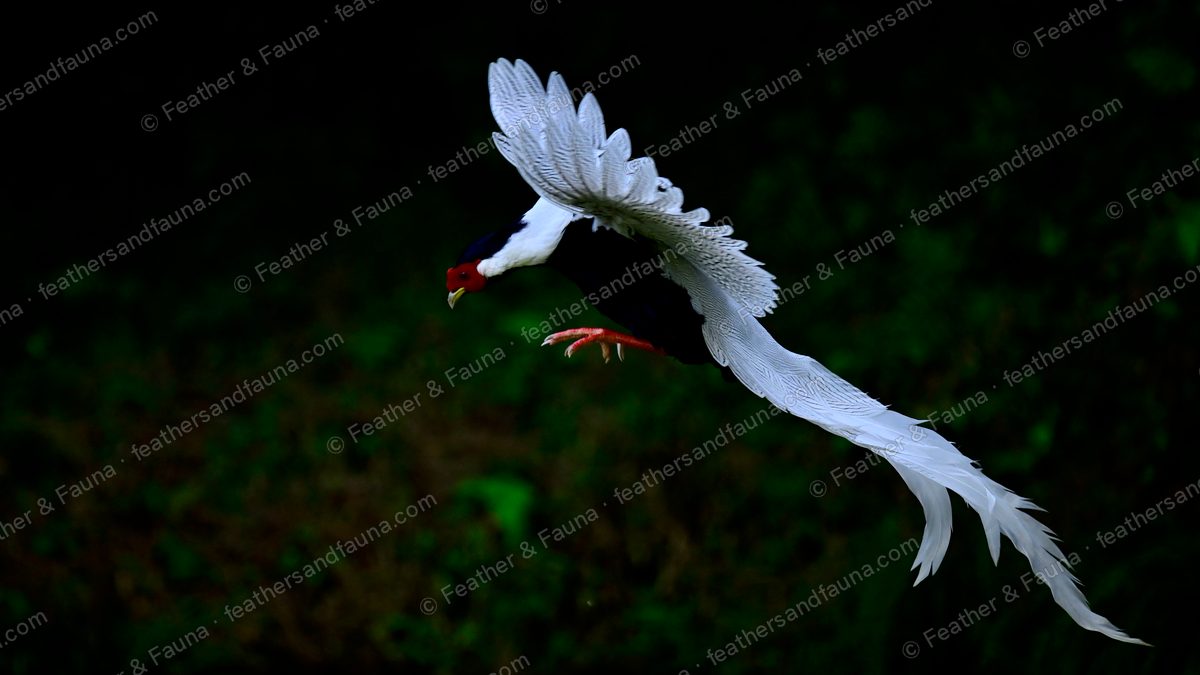 Male Silver Pheasant in flight against dark forest, long white tail trailing diagonally.