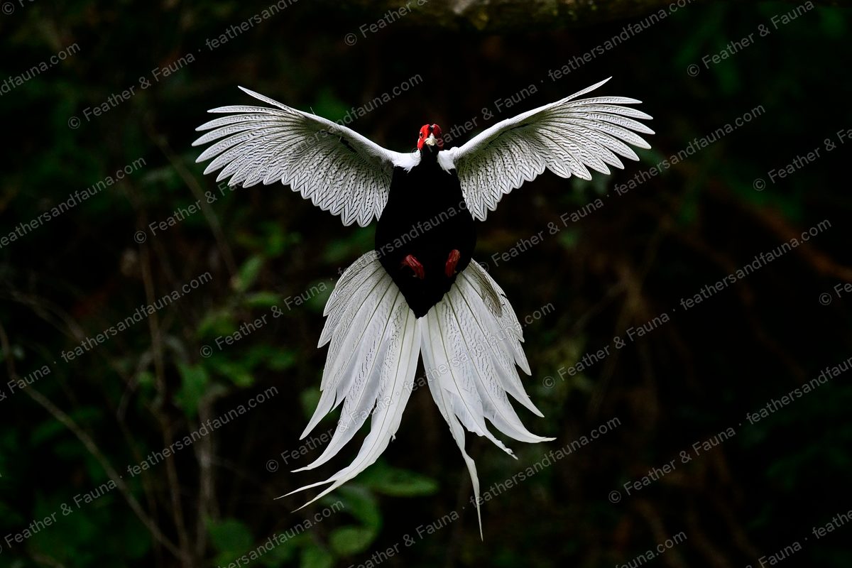 Male Silver Pheasant from behind in flight, both wings raised, long white tail split below.