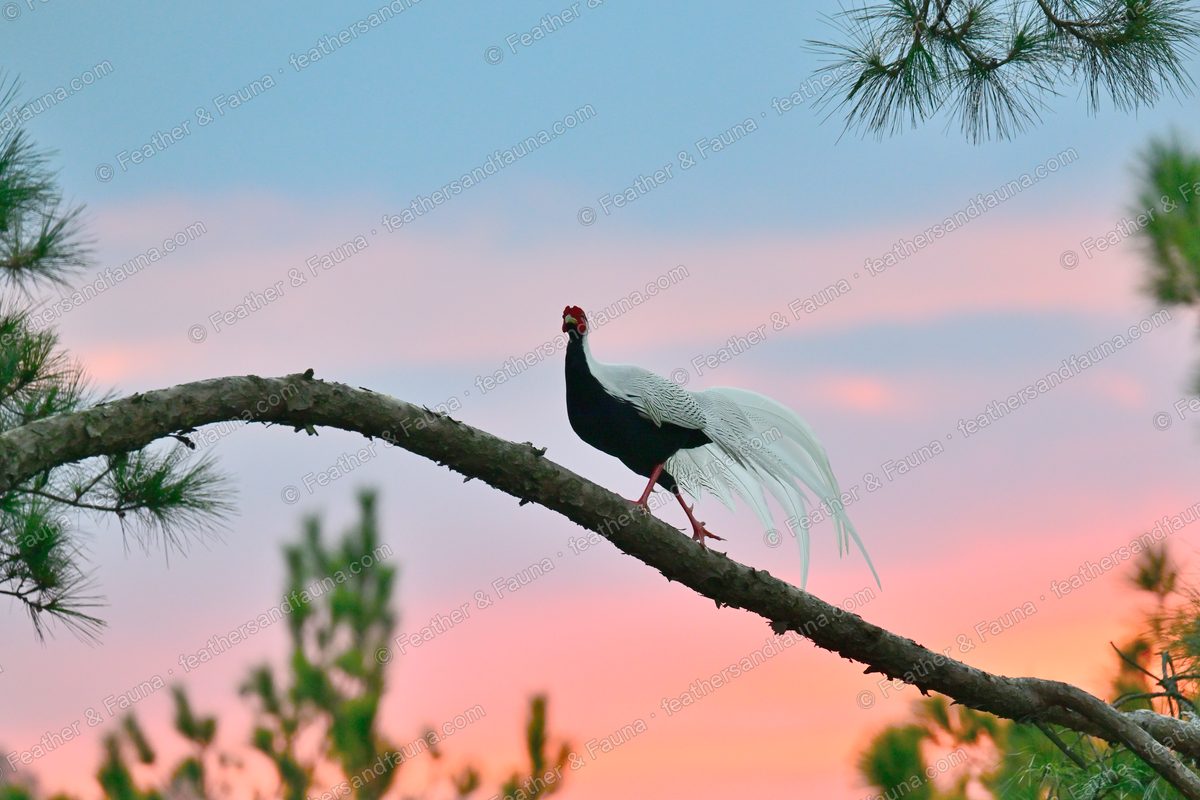 Male Silver Pheasant on a pine branch against a pink-and-blue dawn sky.