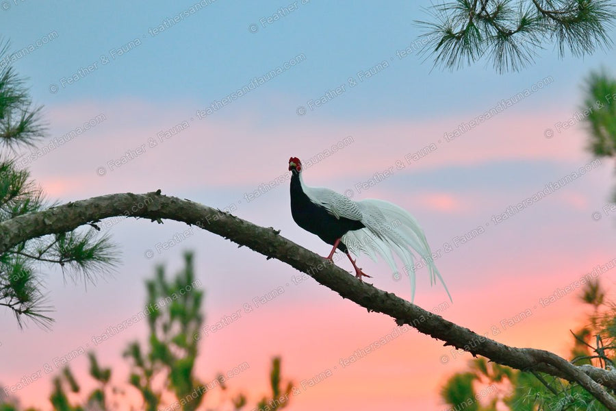 Male Silver Pheasant on a pine branch against a pink-and-blue dawn sky.