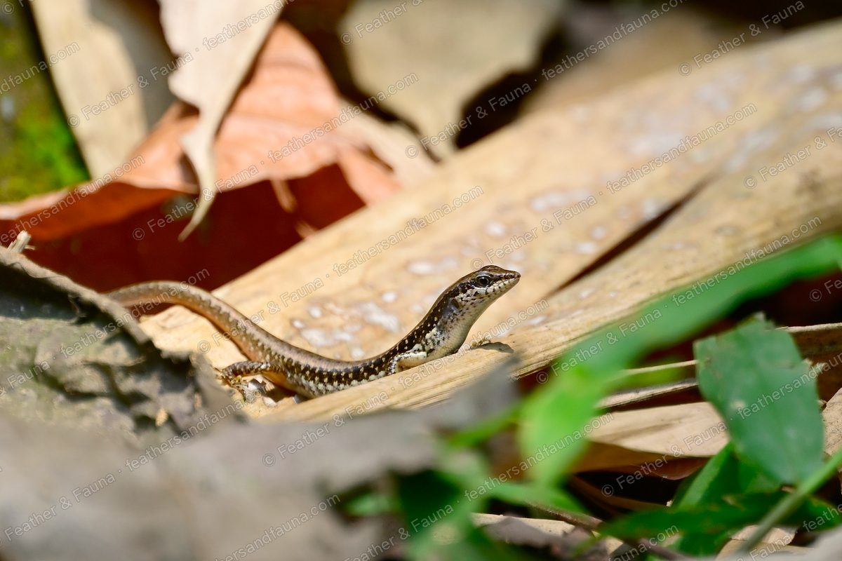 Striped skink basking on a weathered board among fallen leaves.