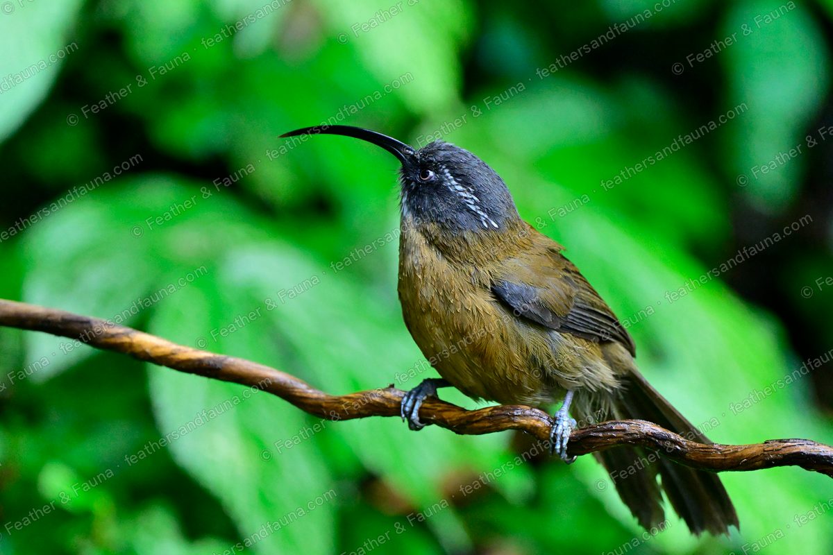 Slender-billed Scimitar Babbler with a very long curved bill on a branch.
