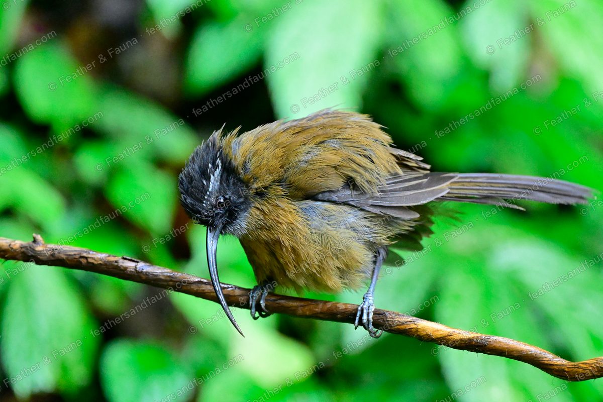Slender-billed Scimitar Babbler with a very long curved bill, feathers fluffed, on a branch.