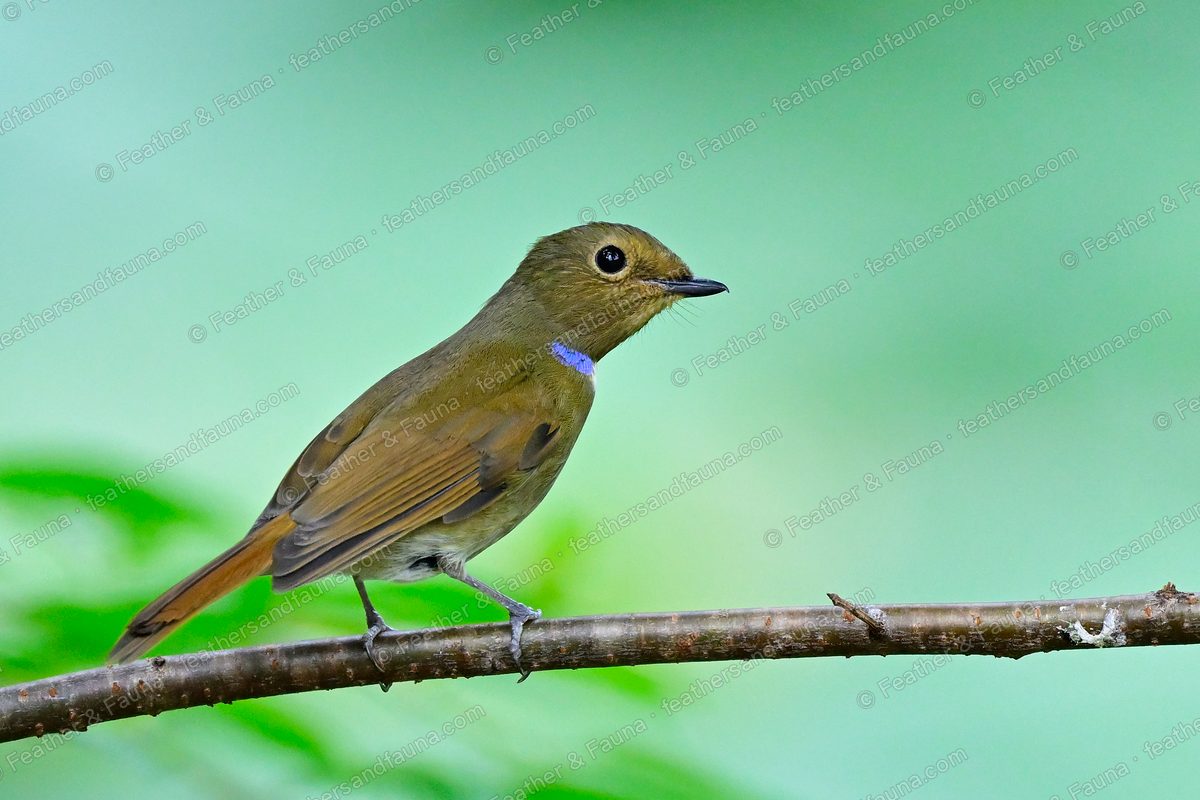 Female Small Niltava, olive-brown with a blue neck spot, on a bare branch.