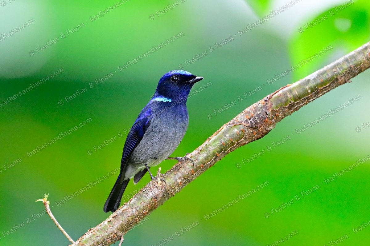 Male Small Niltava, dark blue with a bright blue neck patch, on a diagonal branch.